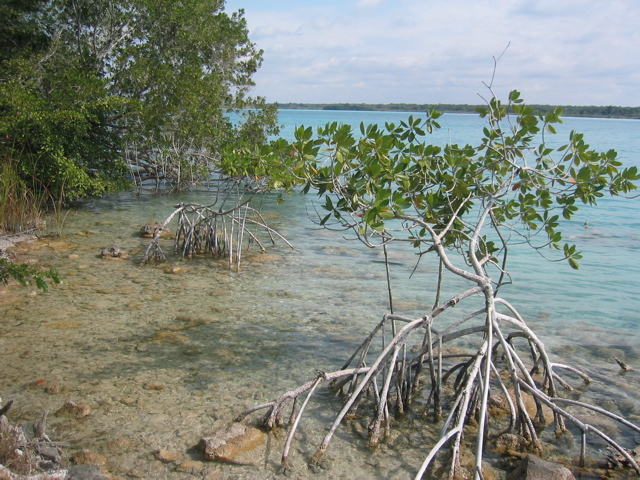 two mangroves